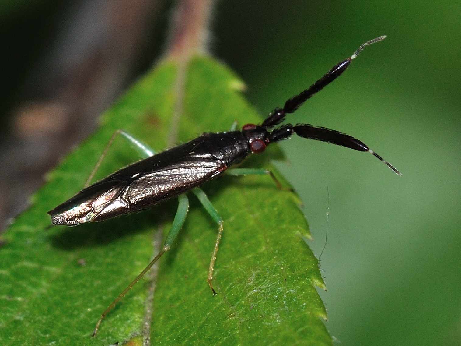 Miridae: Heterotoma merioptera dell''Abruzzo (AQ)